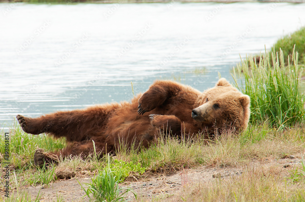 Alaska Peninsula brown bear lying on grass by river Alaska Peninsula brown bear lying on grass by river