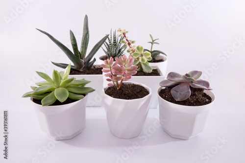 Succulent plants in pots on a white