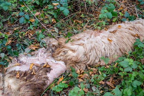 dead sheep fur thrown in the woods