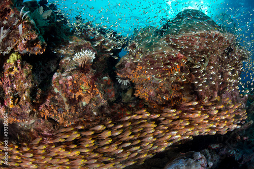 Group of golden sweeper swimming among coral reef undersea photo