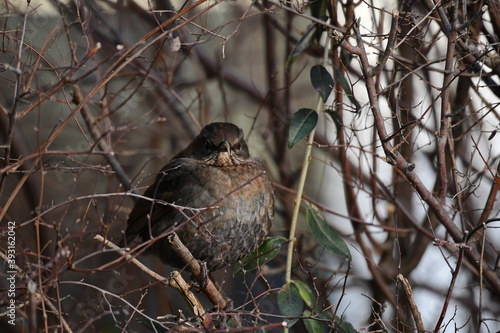 Drossel sitzt in Hecke, 
