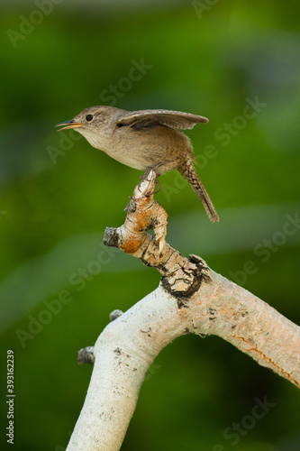 Close up of house wren perching on branch photo