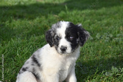 Border Collie dog puppy with different colored eyes (heterochromia).