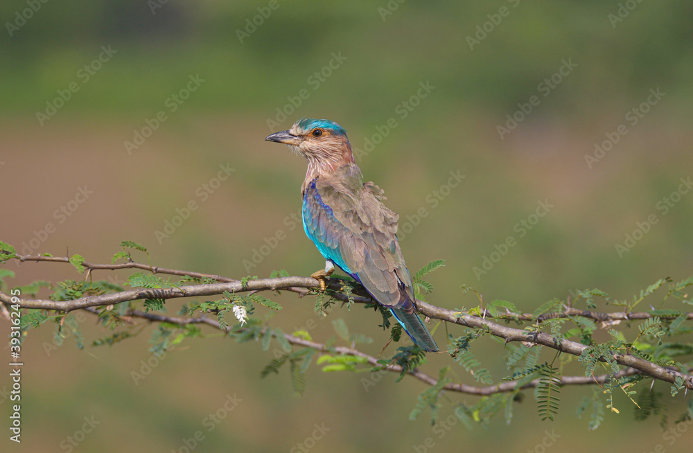 Indian roller perching on a branch
