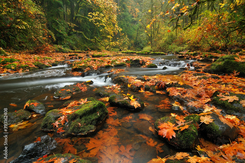 Scenic view of river flowing through forest in autumn photo