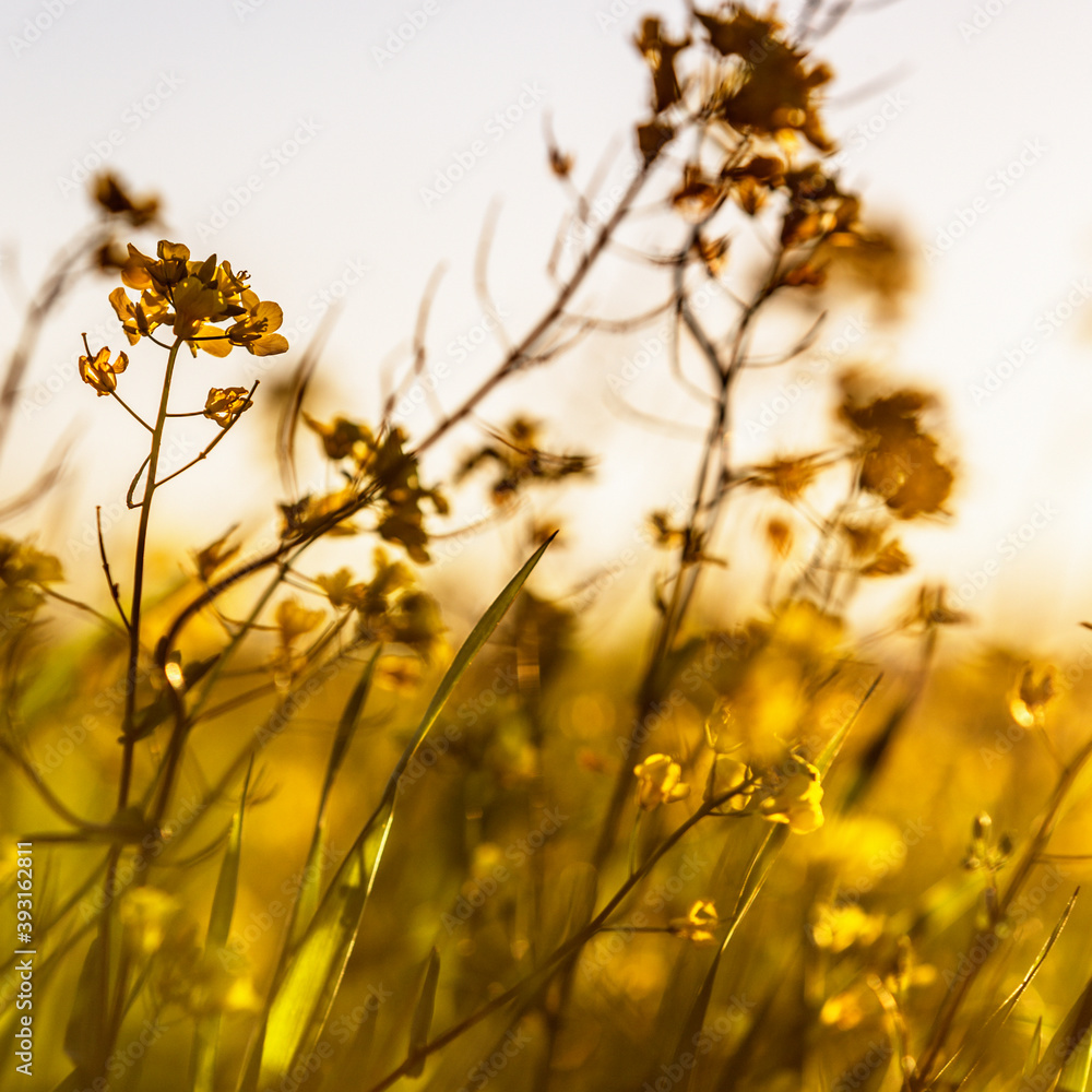 Close up of mustard flowers in field Close up of mustard flowers in field