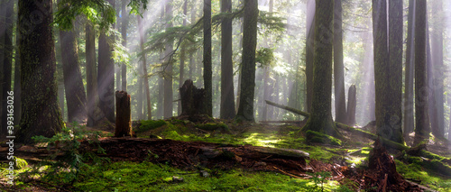 View of sunrays passing through trees in forest