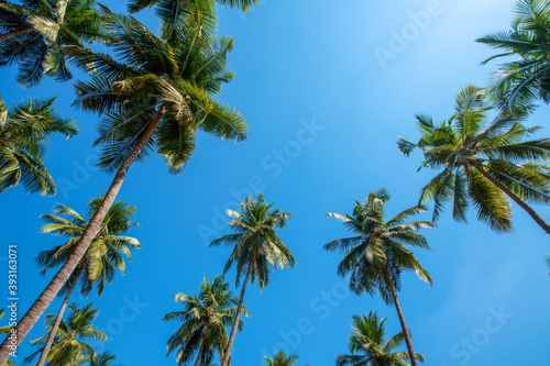 Lovely view on sky and tops of coconut palm trees at South India 