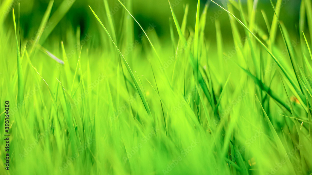green grass background, texture, soft focus green grass background, texture, soft focus