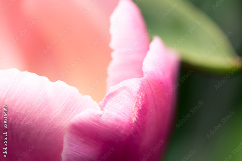 Close up of pink flower Close up of pink flower