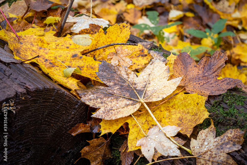 Beautiful yellow, red and orange autumn leaves on the ground. Picture from Scania county, southern Sweden Beautiful yellow, red and orange autumn leaves on the ground. Picture from Scania county, southern Sweden