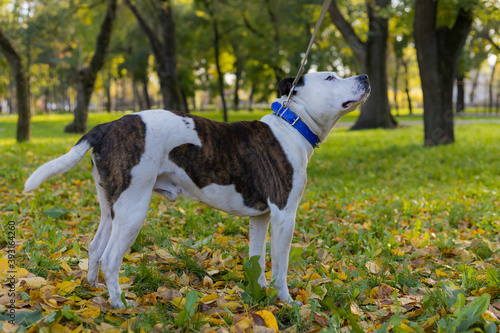 Konstfotografi Dog breed pitbull. Selective focus with blurred background.