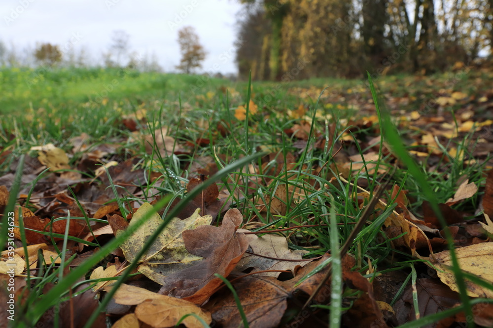 Herbstlaub Herbstlaub
