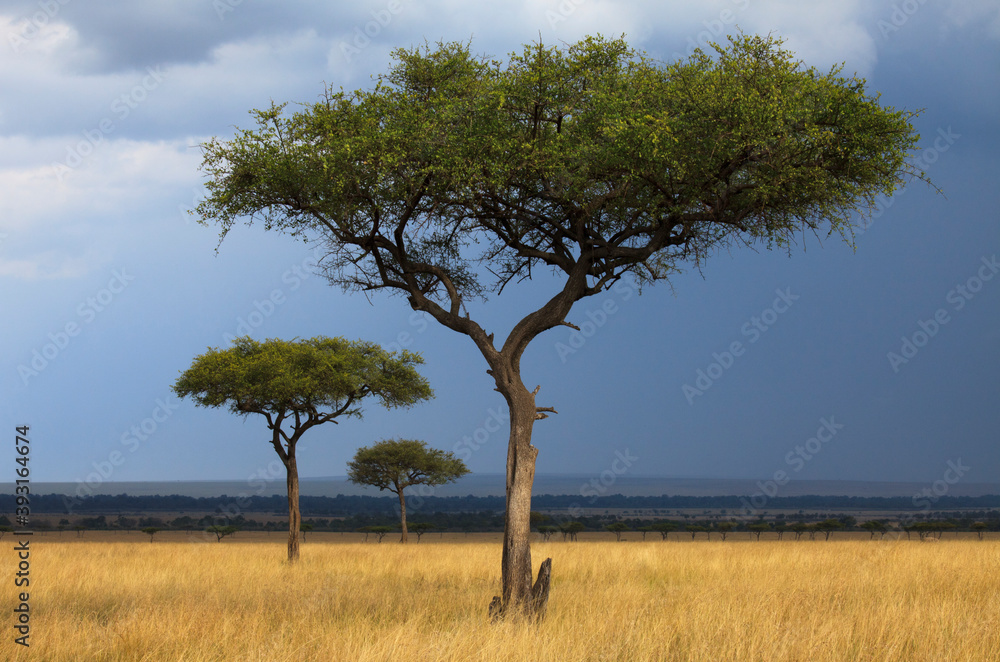 View of acacia trees on grassy landscape in Maasai Mara National Reserve View of acacia trees on grassy landscape in Maasai Mara National Reserve