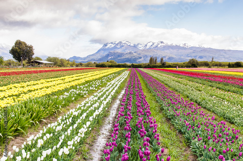 Scenic view of tulip field with mountain in background photo