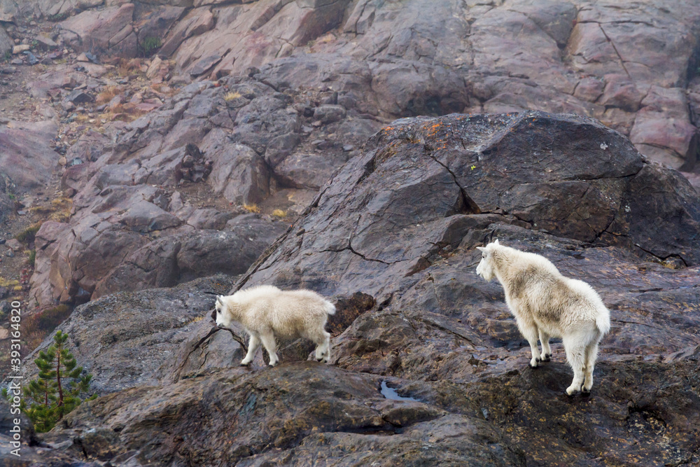 View of mountain goat with kid climbing on rocks in Alpine Lakes Wilderness Area View of mountain goat with kid climbing on rocks in Alpine Lakes Wilderness Area