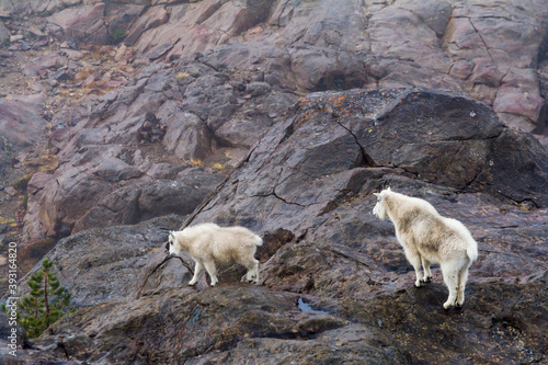 View of mountain goat with kid climbing on rocks in Alpine Lakes Wilderness Area photo