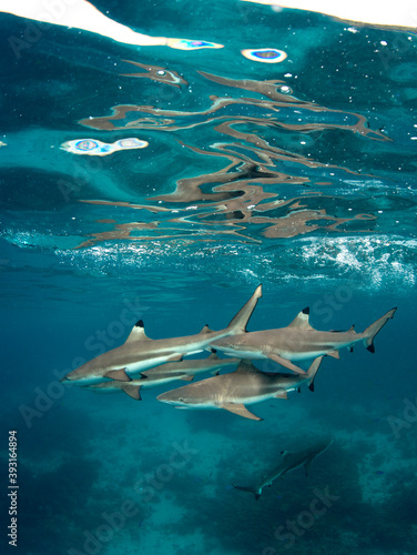 Wallpaper Mural View of blacktip reef sharks swimming in sea Torontodigital.ca