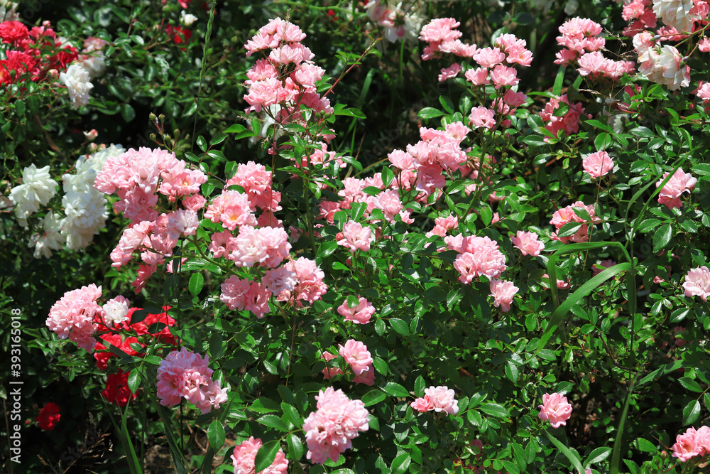 Garden roses, rose bush, pink flowers in the garden, colorful summer nature background with shrub rose Garden roses, rose bush, pink flowers in the garden, colorful summer nature background with shrub rose