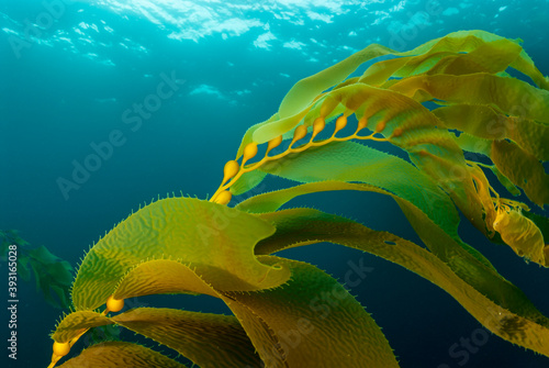 Close up of golden kelp fronds in sea photo