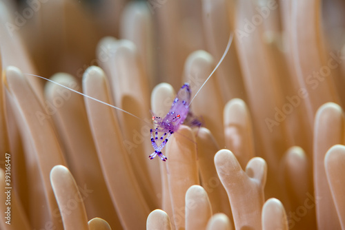 Close up of anemone shrimp crawling on coral reef photo