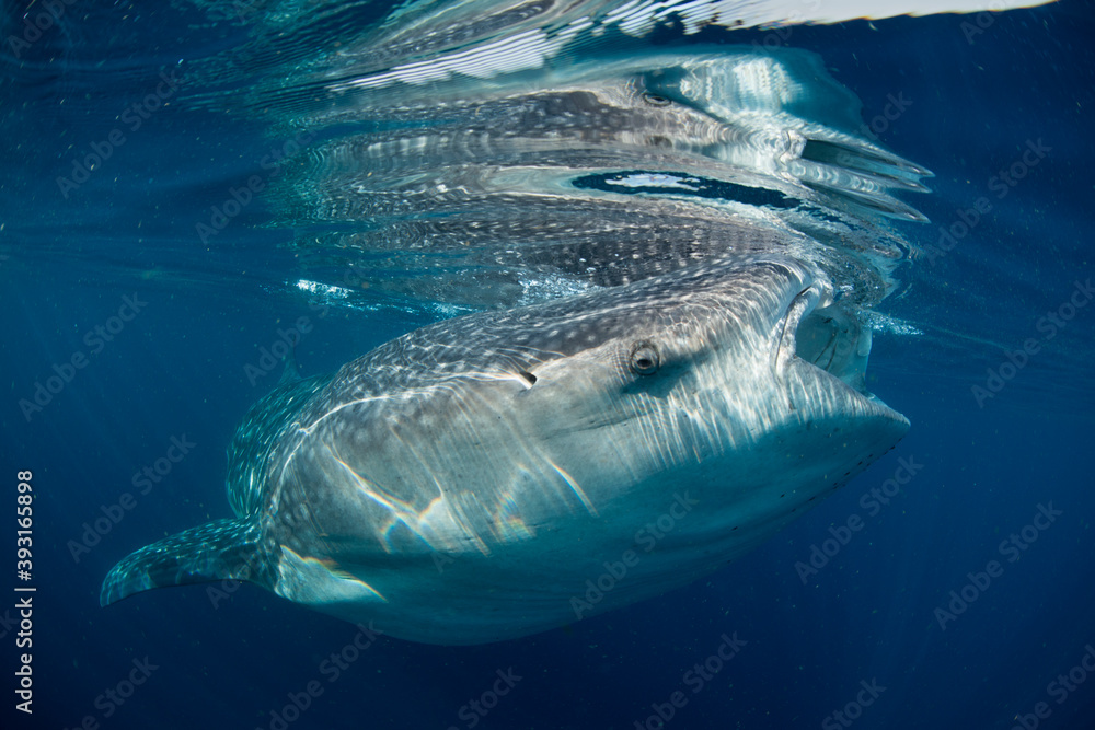 Close up of whale shark swimming in sea Close up of whale shark swimming in sea