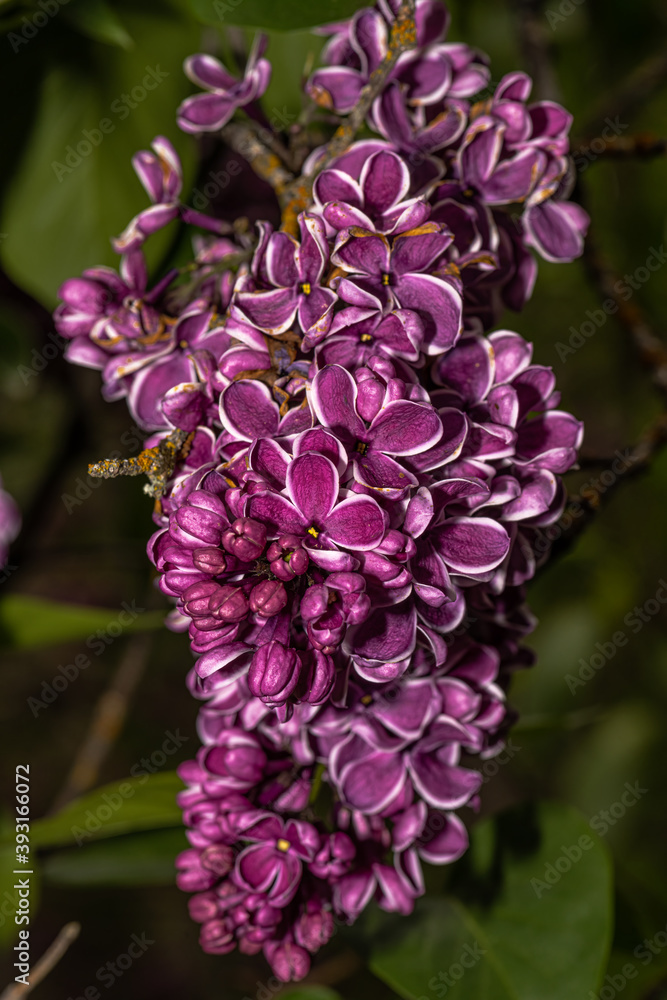 Flowers of Lilac (Syringa vulgaris 'Sensation') Flowers of Lilac (Syringa vulgaris 'Sensation')