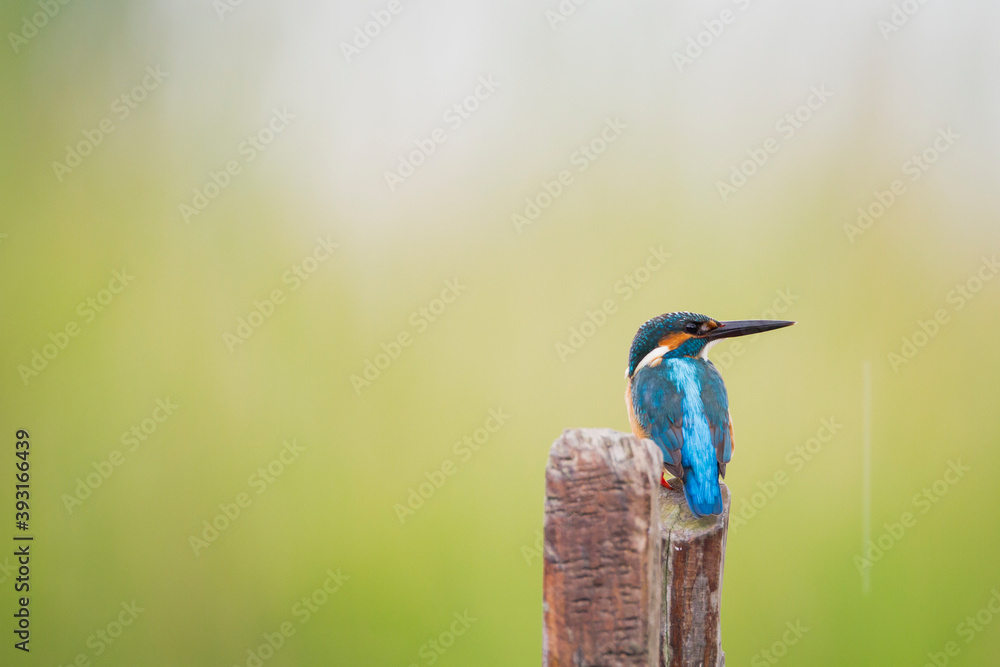 Close up of common kingfisher perching on wooden post Close up of common kingfisher perching on wooden post