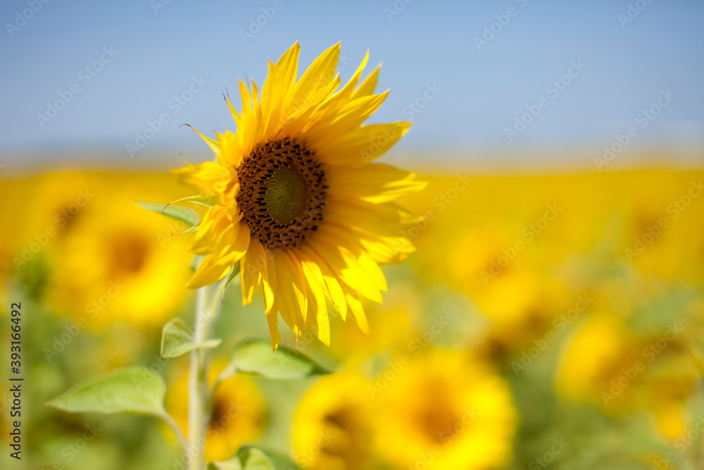 Close-up of a ripe yellow sunflower against a blue sky on a bright Sunny day. Selective focus. Close-up of a ripe yellow sunflower against a blue sky on a bright Sunny day. Selective focus.