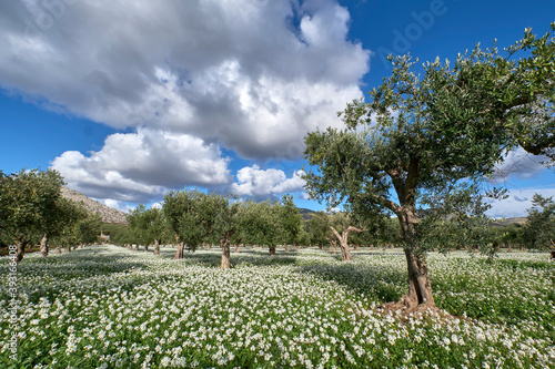 sicilian olive trees in a sea of flowers