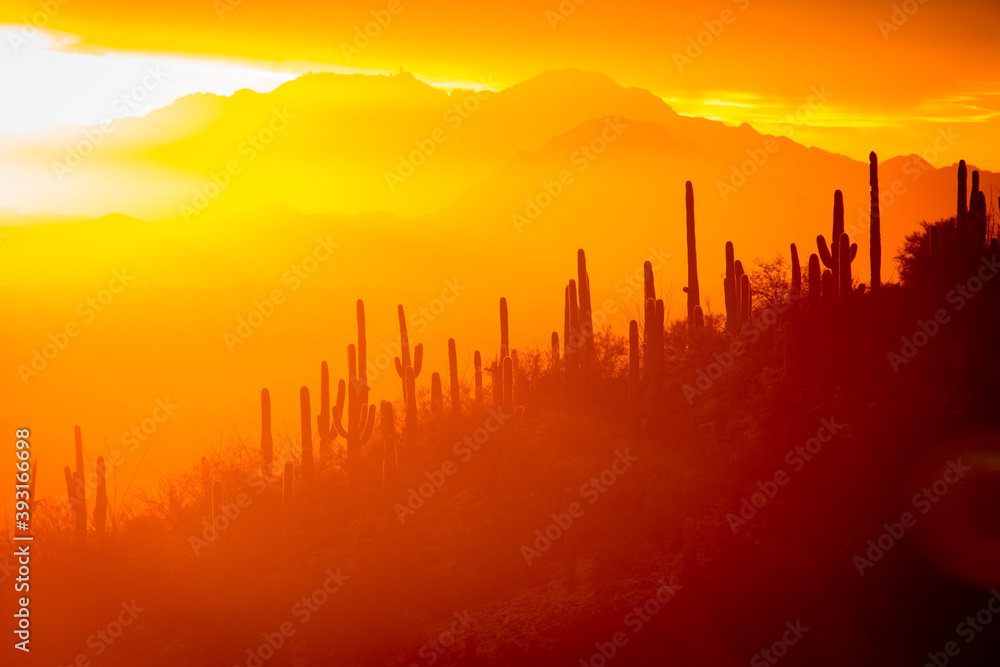 Scenic view of saguaro in Sonoran Desert during sunset Scenic view of saguaro in Sonoran Desert during sunset