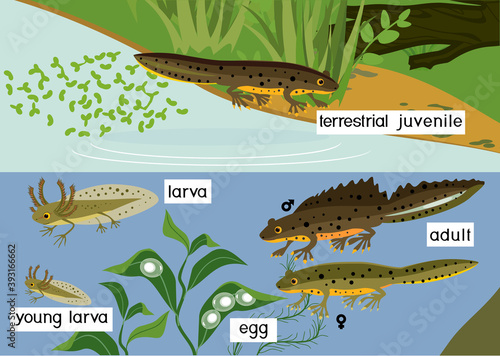 Newt life cycle in pond. Sequence of stages of development of crested newt from egg to adult animal in natural habitat with titles