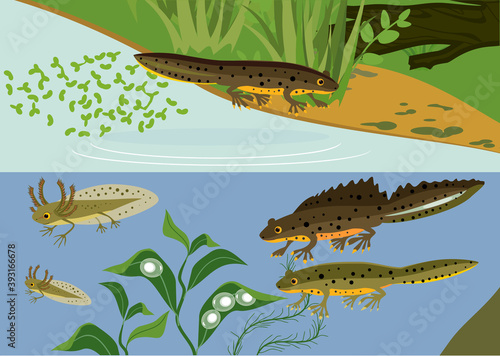 Newt life cycle in pond. Sequence of stages of development of crested newt from egg to adult animal in natural habitat