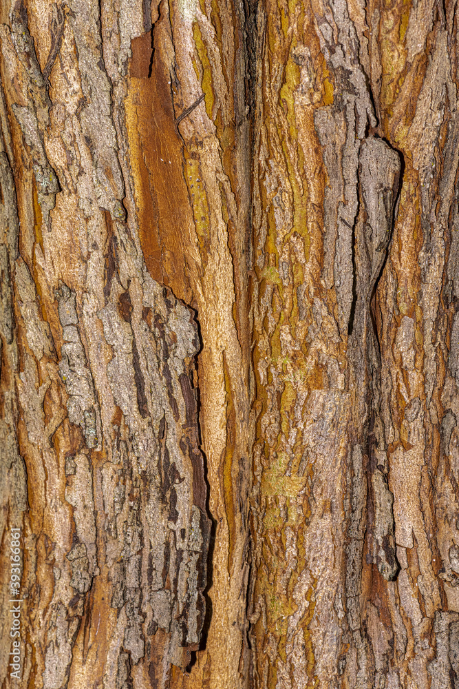 Bark of English Hawthorn (Crataegus laevigata 'Paul's Scarlet') Bark of English Hawthorn (Crataegus laevigata 'Paul's Scarlet')