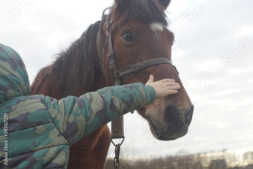 little boy's hand stroking a horse