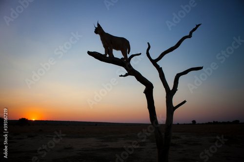 Silhouette of caracal standing on limb of dead tree photo