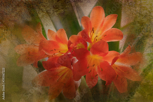 Digital painting of Clivia plant in bloom photo