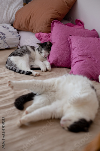 Two beautiful cats sleeping on pillows in bed