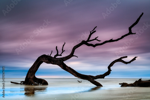 View of gnarl driftwood on Driftwood Beach
