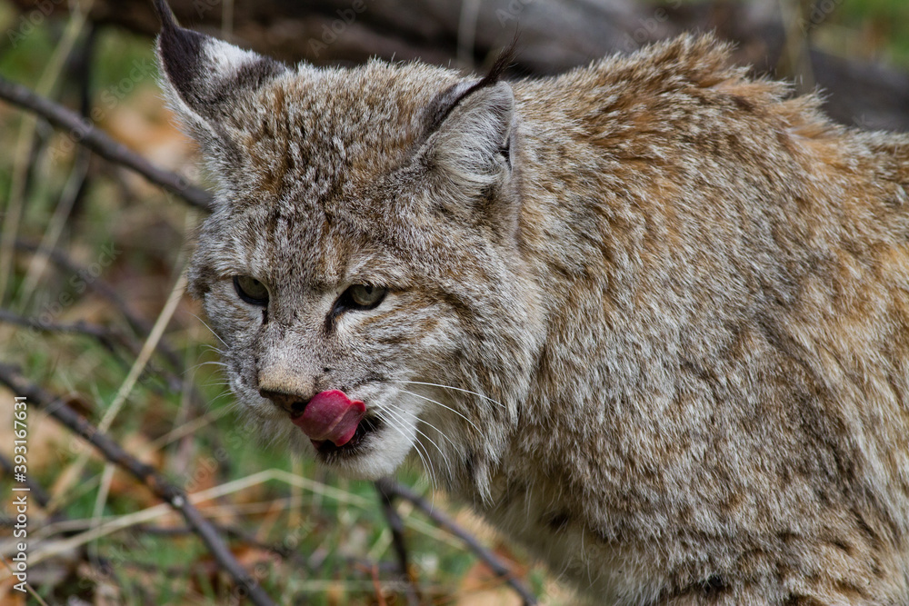 Close up of bobcat in Yosemite National Park Close up of bobcat in Yosemite National Park