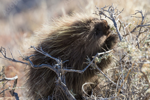 Wild porcupine foraging for food in Pawnee Buttes National Grassland (Colorado).