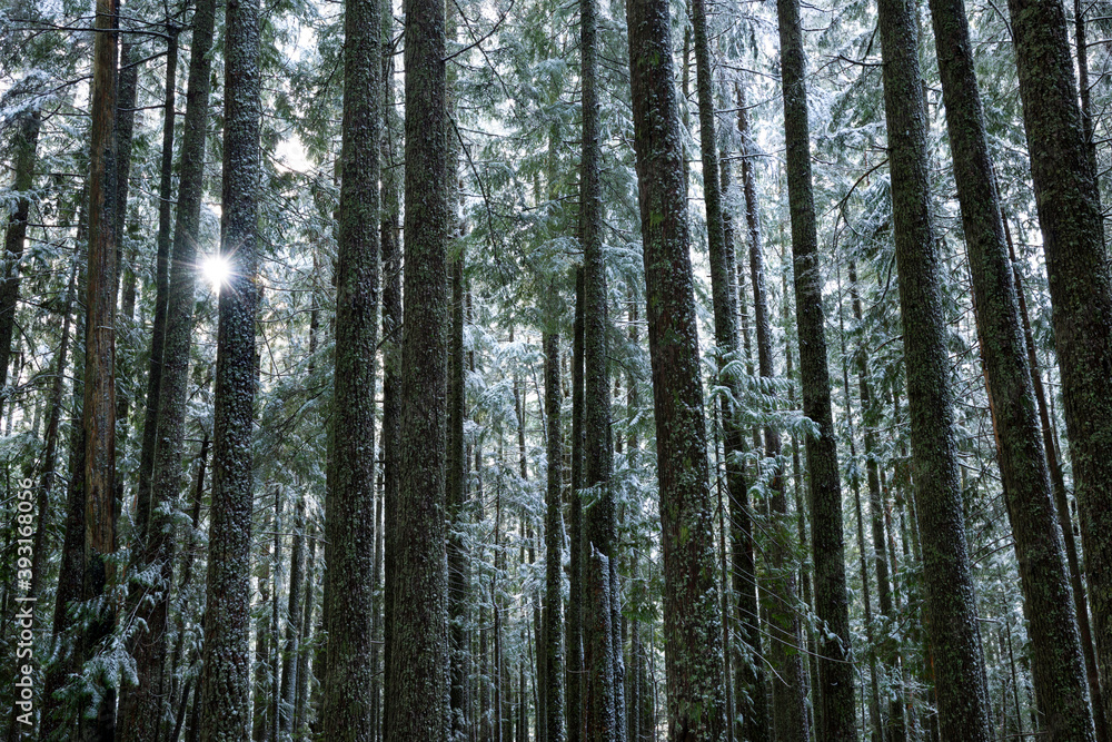 View of sun shining through trees in forest View of sun shining through trees in forest
