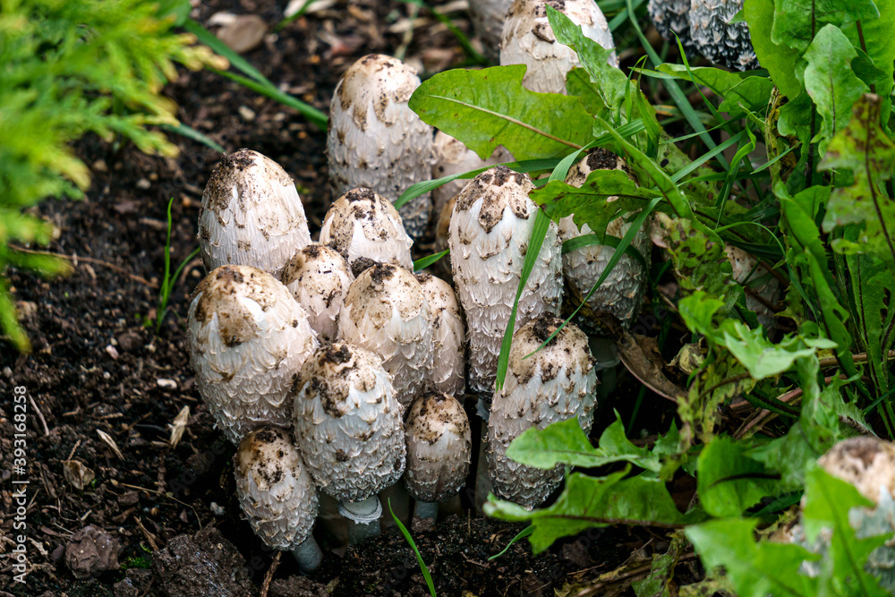 dung mushrooms on the lawn in the park in autumn. dung mushrooms on the lawn in the park in autumn.