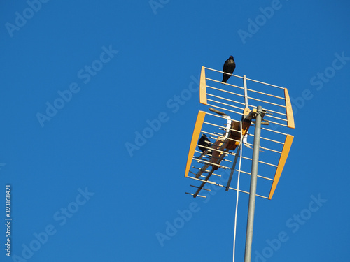 TV antenna and perched blackbirds photo