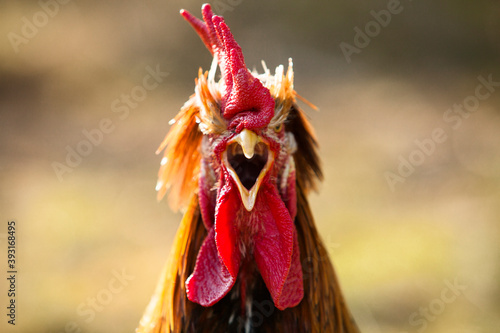 Close up of rooster photo