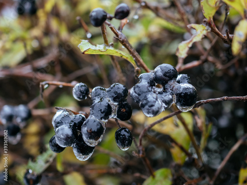 Dark frozen berries in October. The first frost. Berry covered with ice. Close-up photo with selective focus. Seasonal concept.