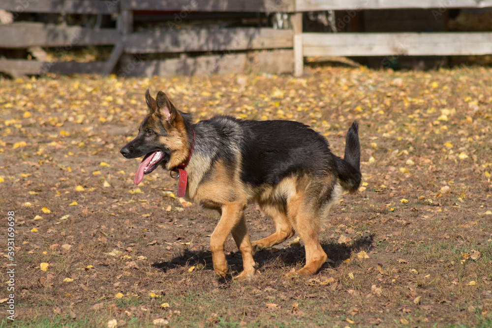 German shepherd dog puppy is walking in the autumn park. Pet animals. German shepherd dog puppy is walking in the autumn park. Pet animals.