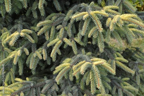 Spruce blue, Fruhlingsgold variety (Picea pungens f. glauca Beissn.). Background from yellow-green branches