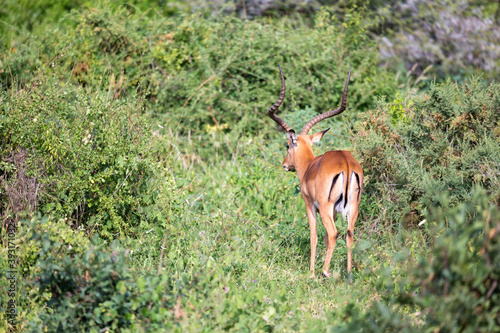 Some antelopes in the grass landscape of Kenya photo