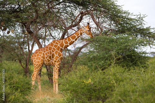 A giraffe eats the leaves of the acacia tree photo